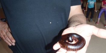 Atelier entomologie lors d'une sortie en classe verte dans le Gard Séjour découverte de la nature en Cévennes dans le Gard